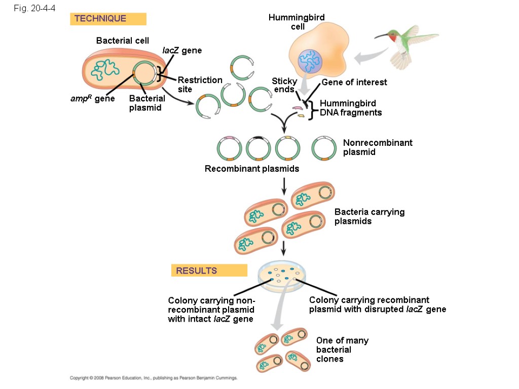 Fig. 20-4-4 Bacterial cell Bacterial plasmid lacZ gene Hummingbird cell Gene of interest Hummingbird